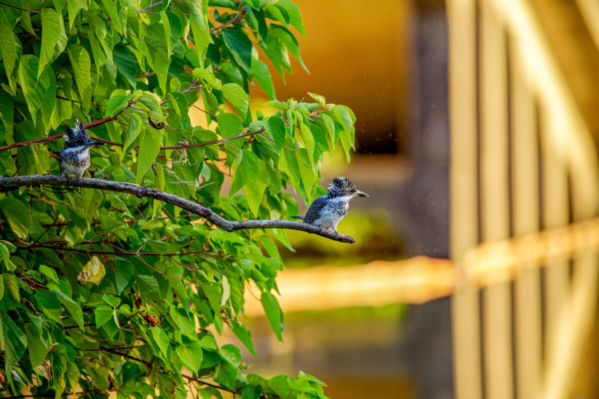 ヤマセミ 野鳥撮影　熊本