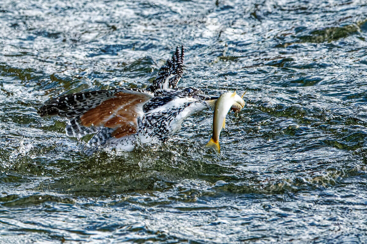 ヤマセミ 野鳥撮影　熊本