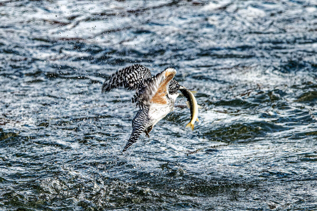 ヤマセミ 野鳥撮影　熊本