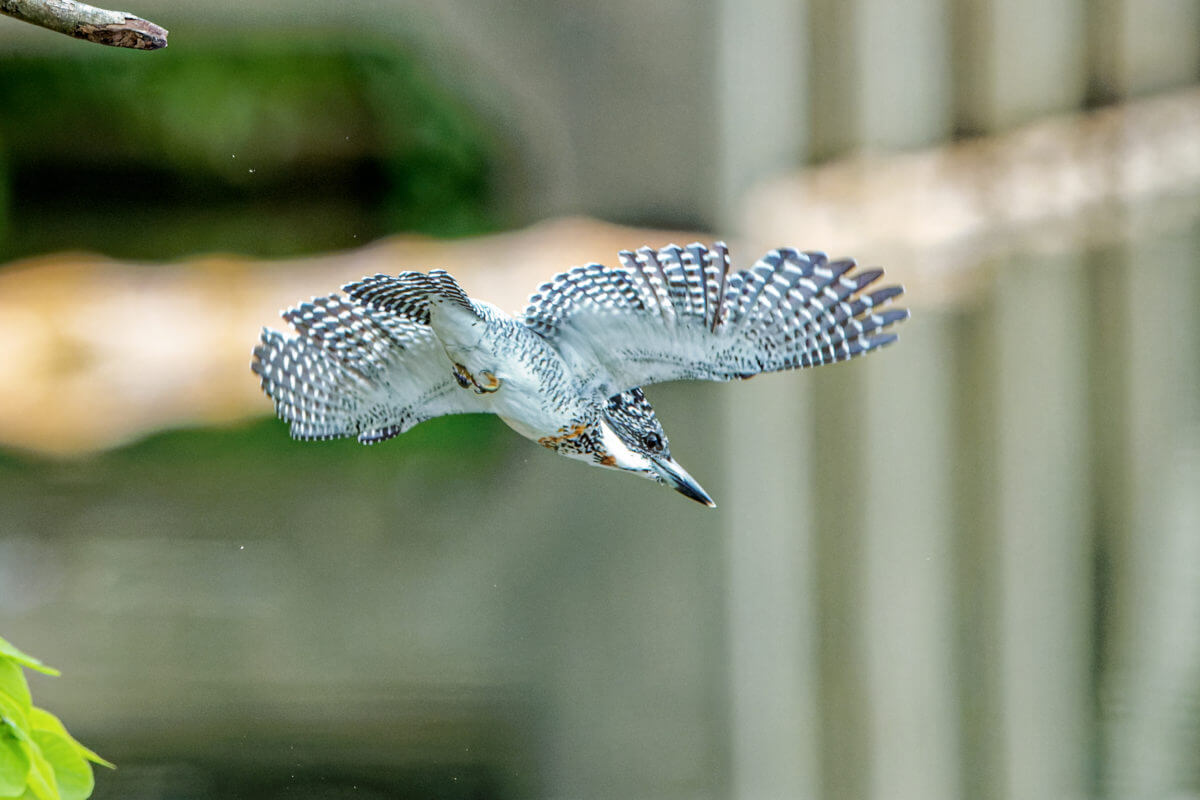 ヤマセミ 野鳥撮影　熊本