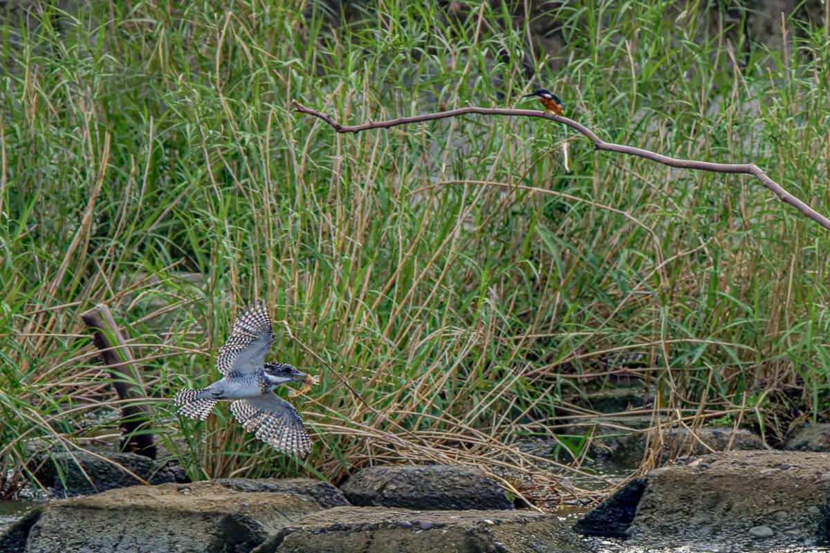 ヤマセミ 野鳥撮影　熊本